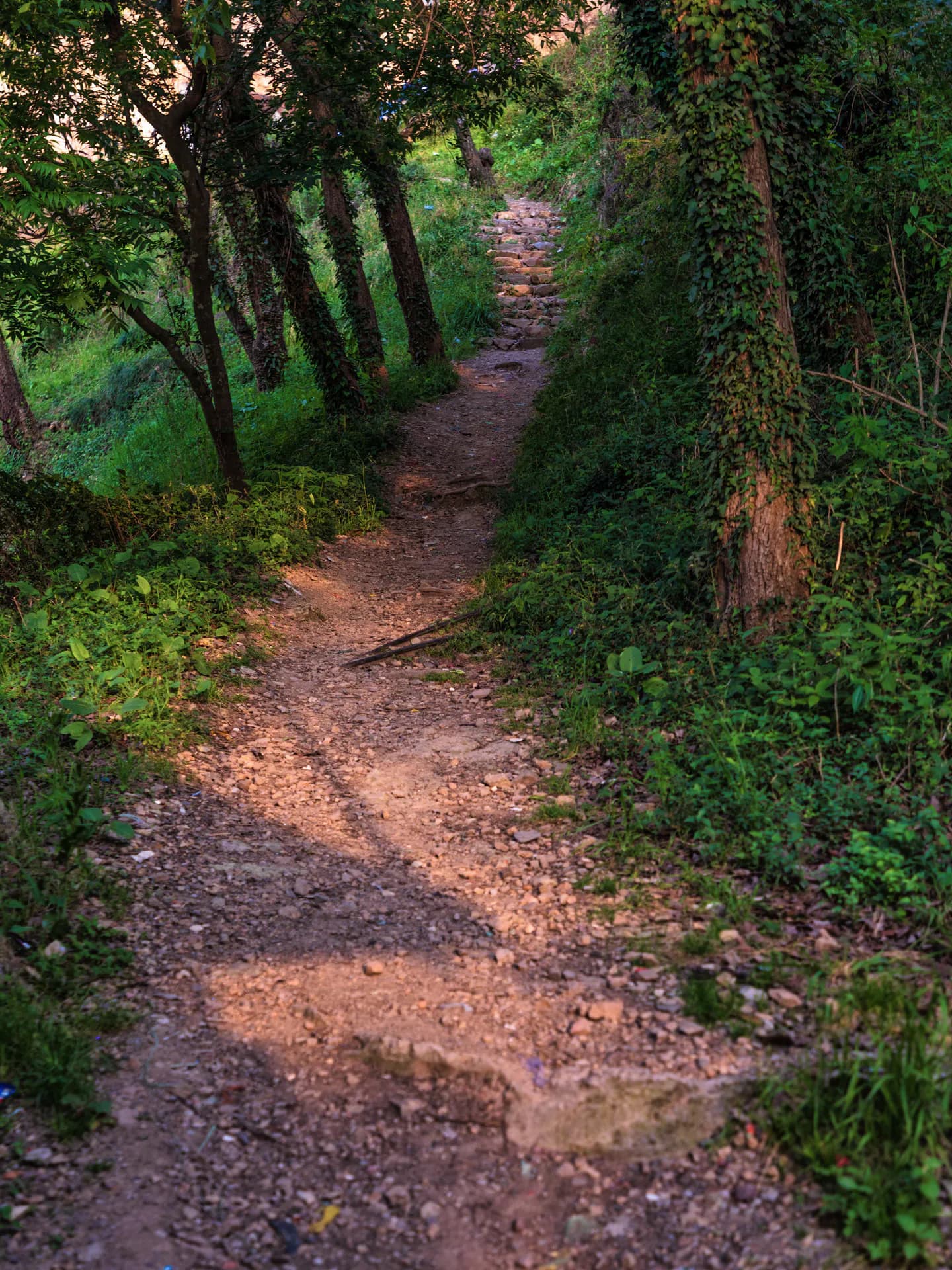 Scenic Pathway to Mohija Homestay 1
