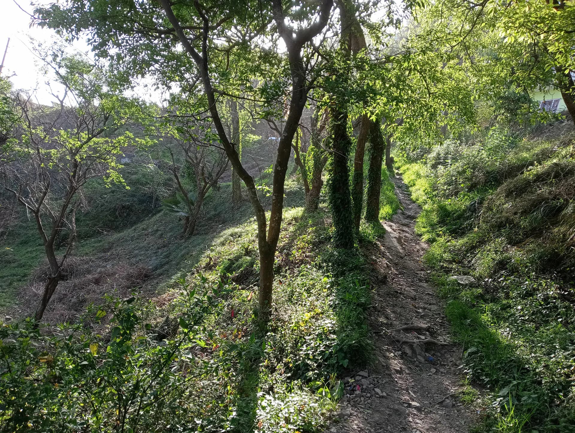 Scenic Pathway to Mohija Homestay 2