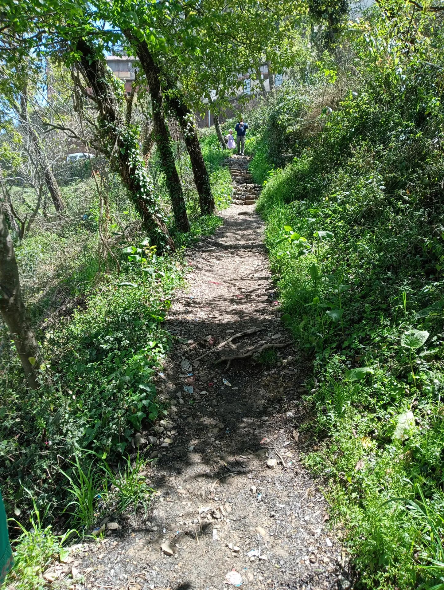 Scenic Pathway to Mohija Homestay 3