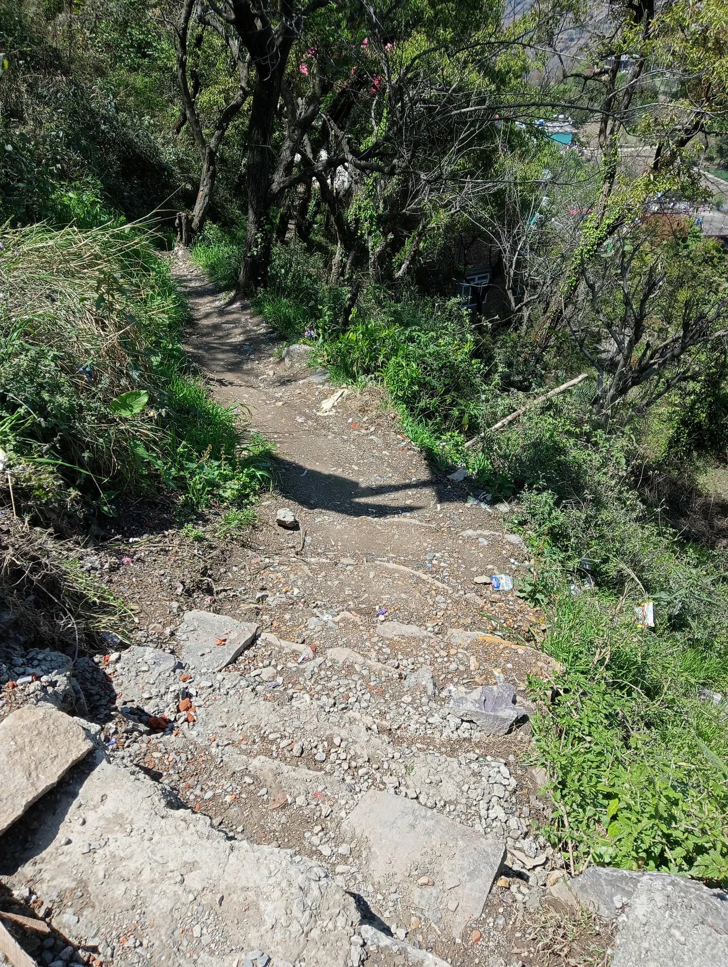 Scenic Pathway to Mohija Homestay 4